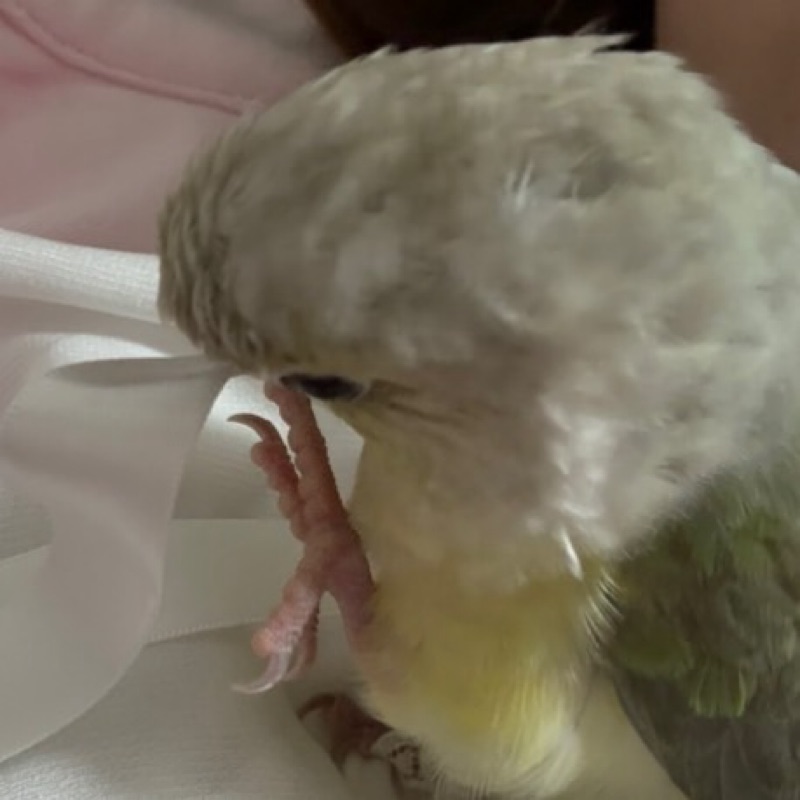 りく　うてい