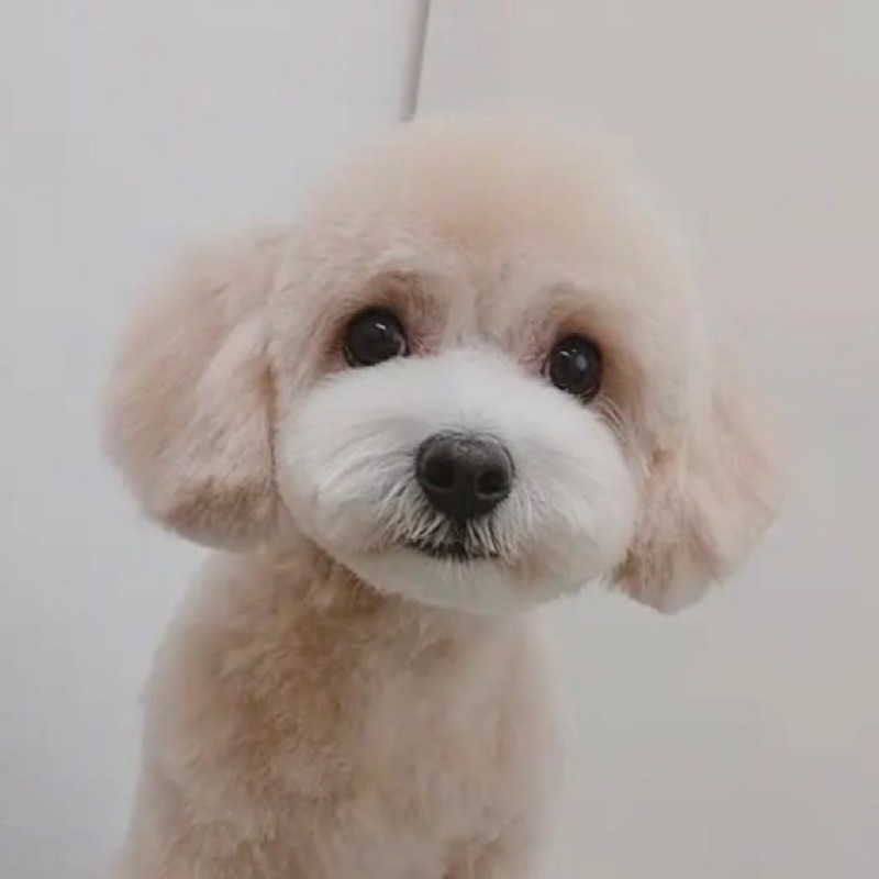 高橋朋子