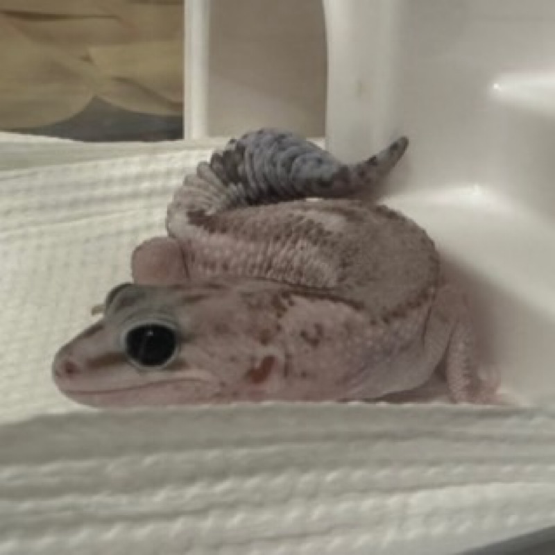 サラ