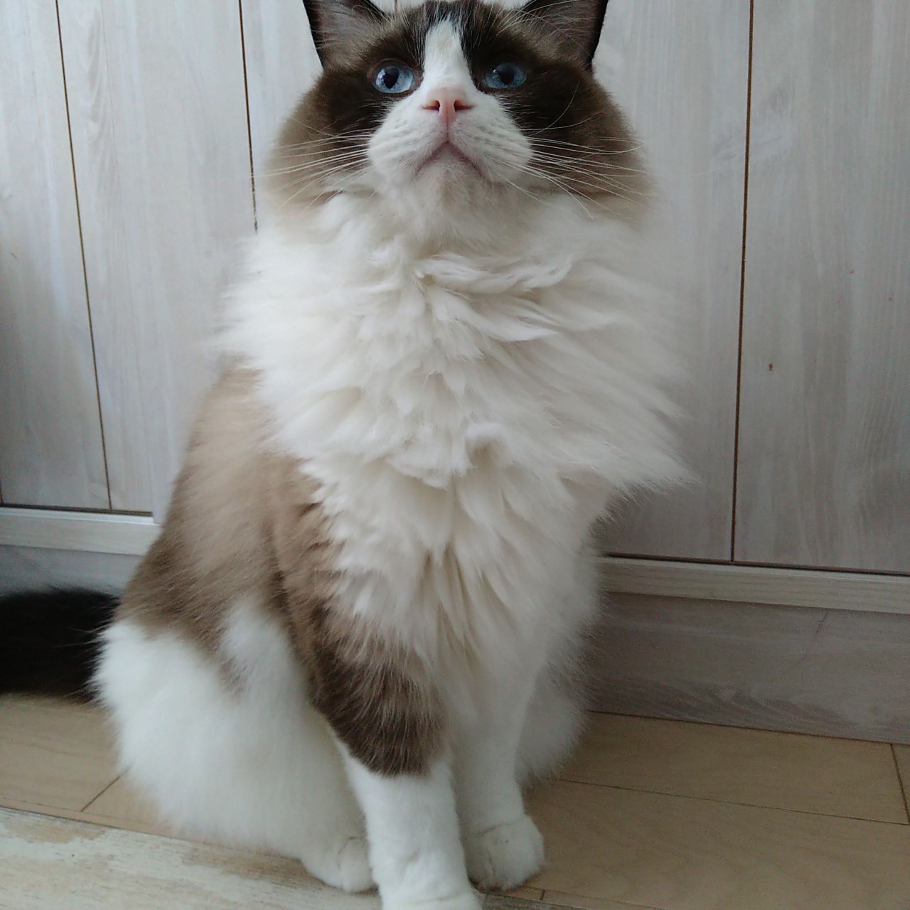 ティグアン