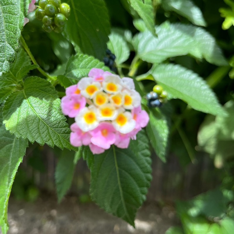 あっこ