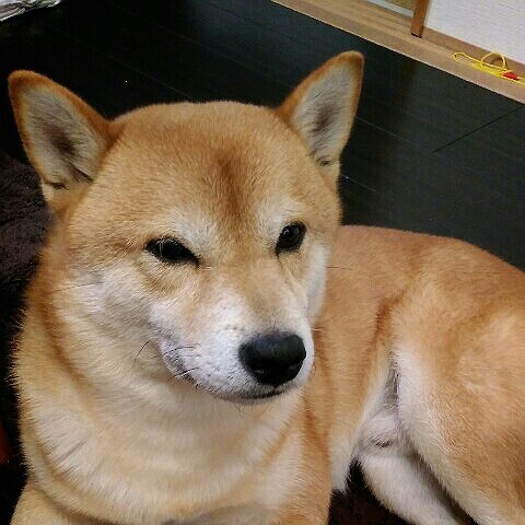 阪口