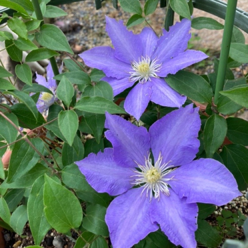 むっちゃんさん