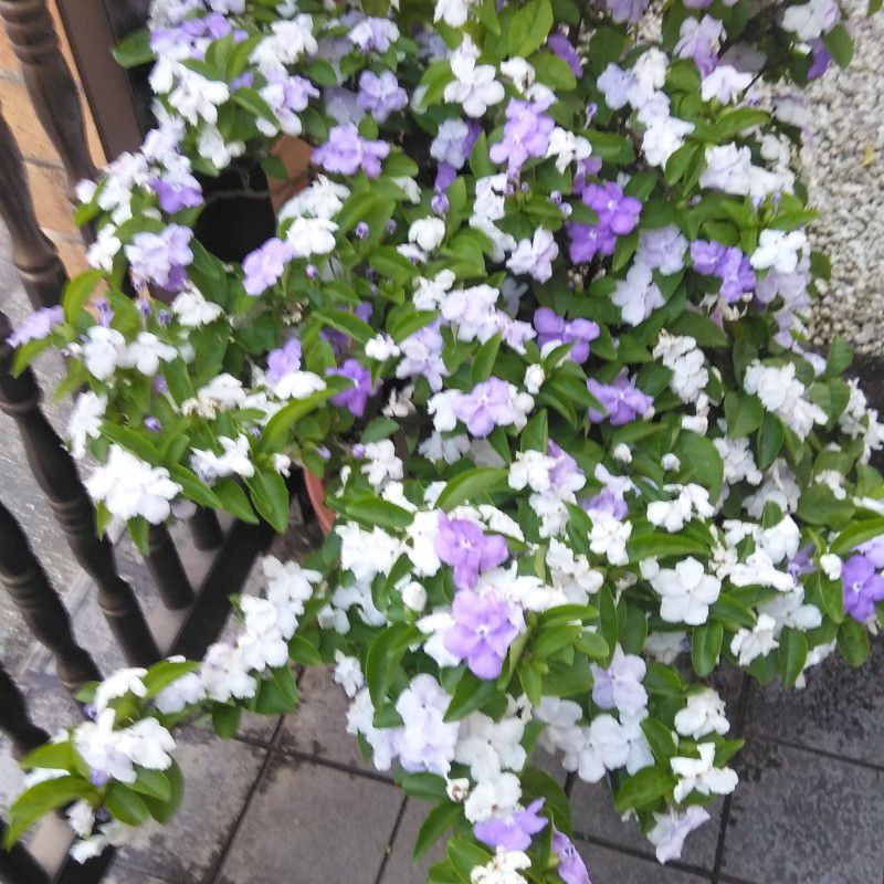くみ