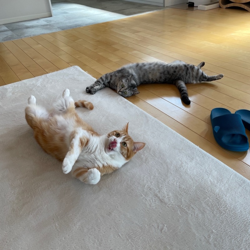 たつじょん