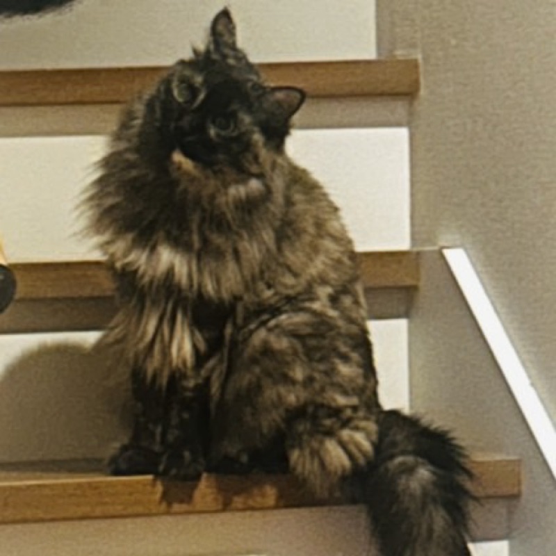 田村