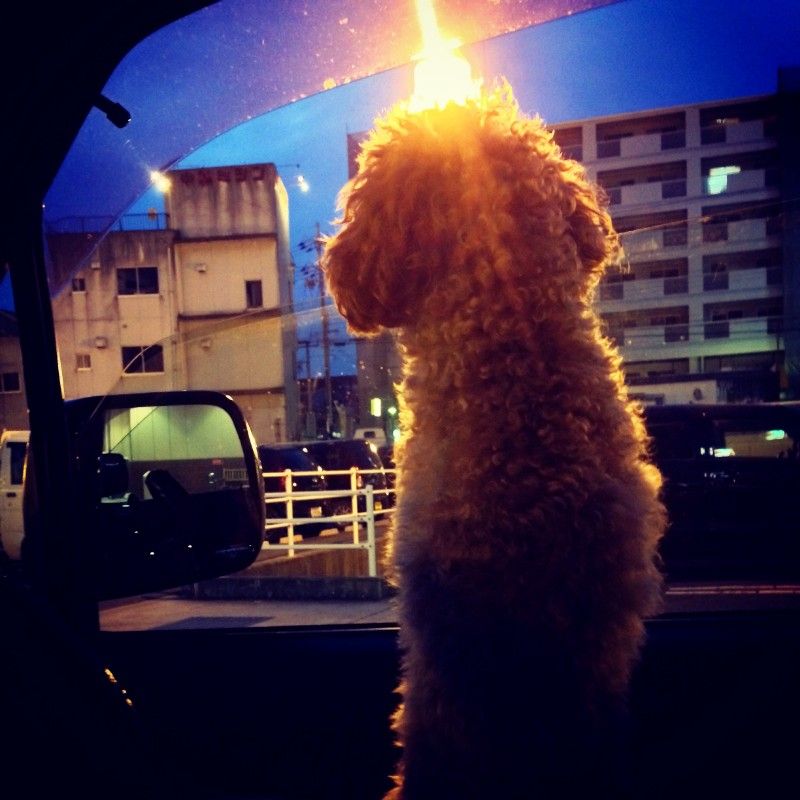 SHOHEI
