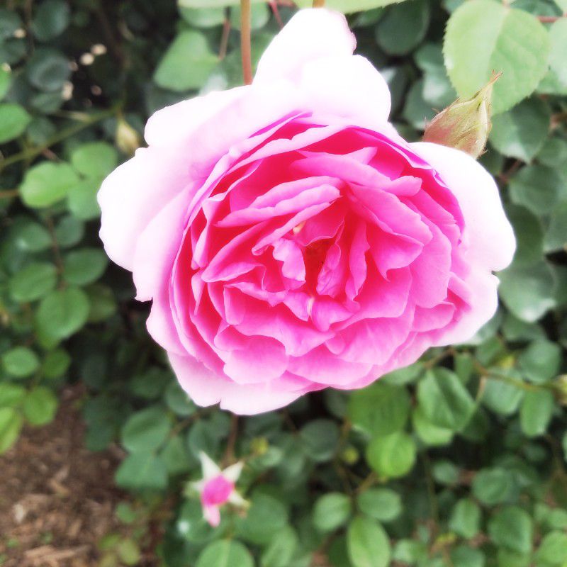 上野智里