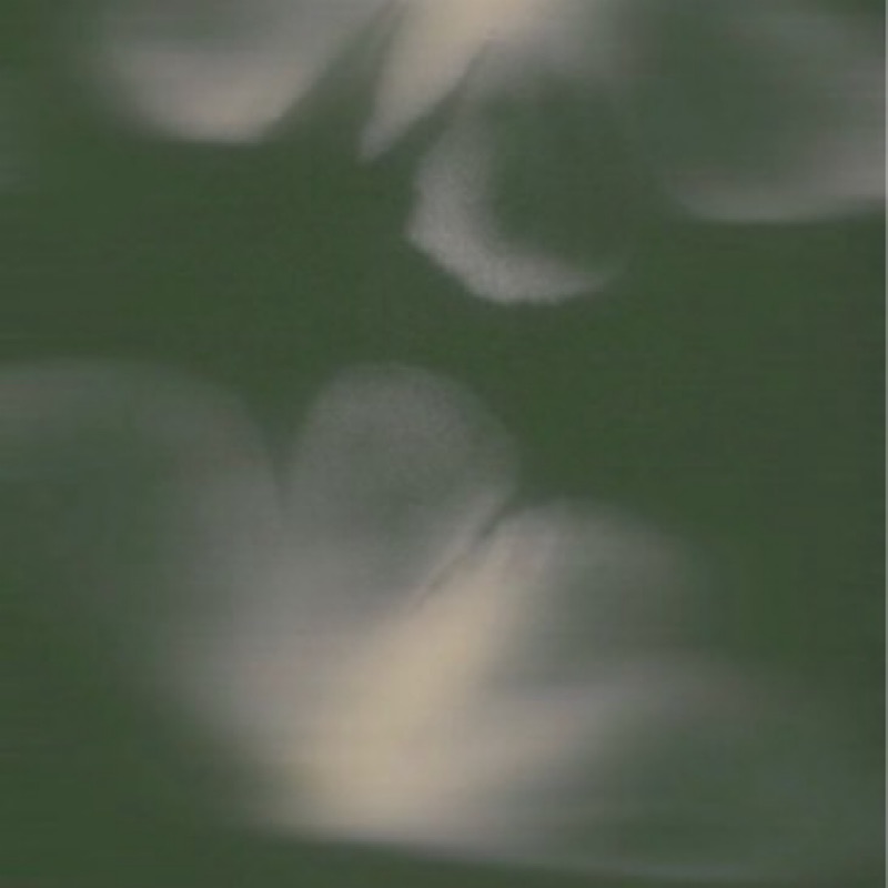 蒼