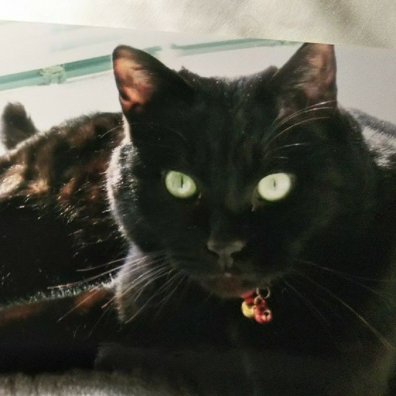 黒猫