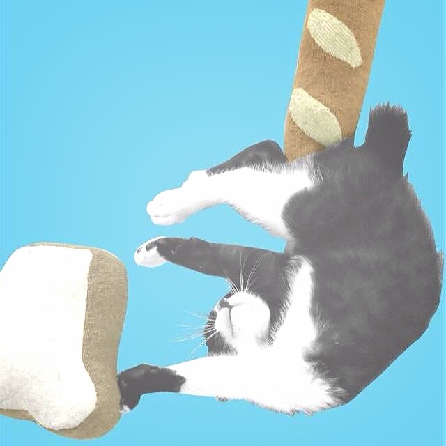 ホワイト