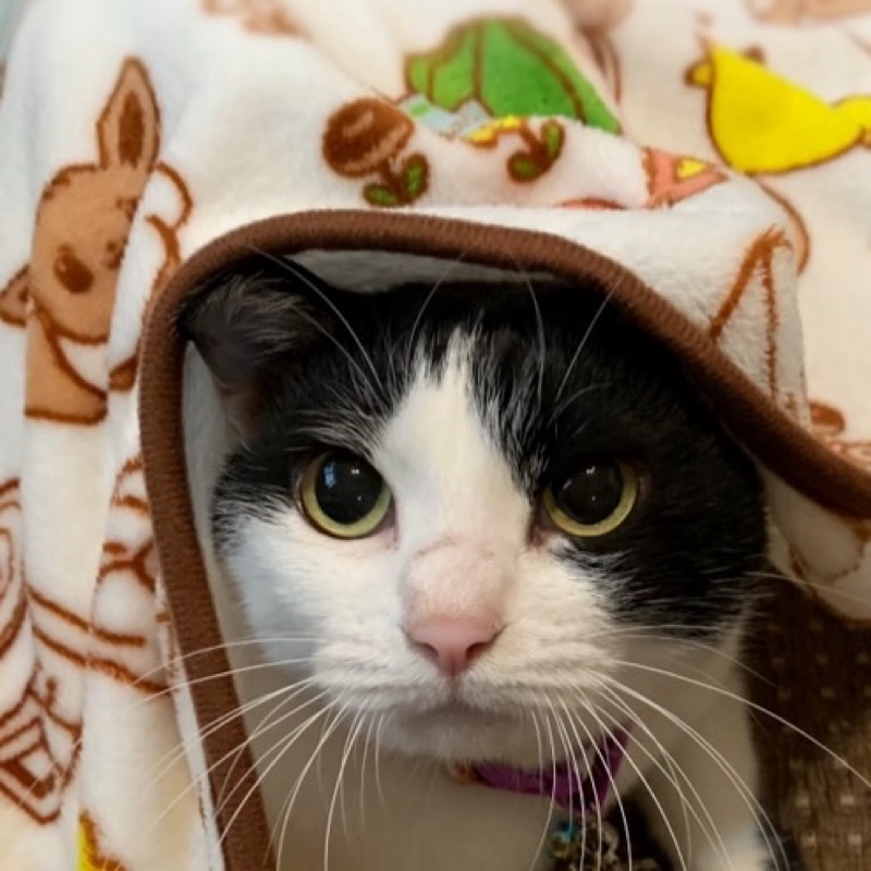 いきものあけち