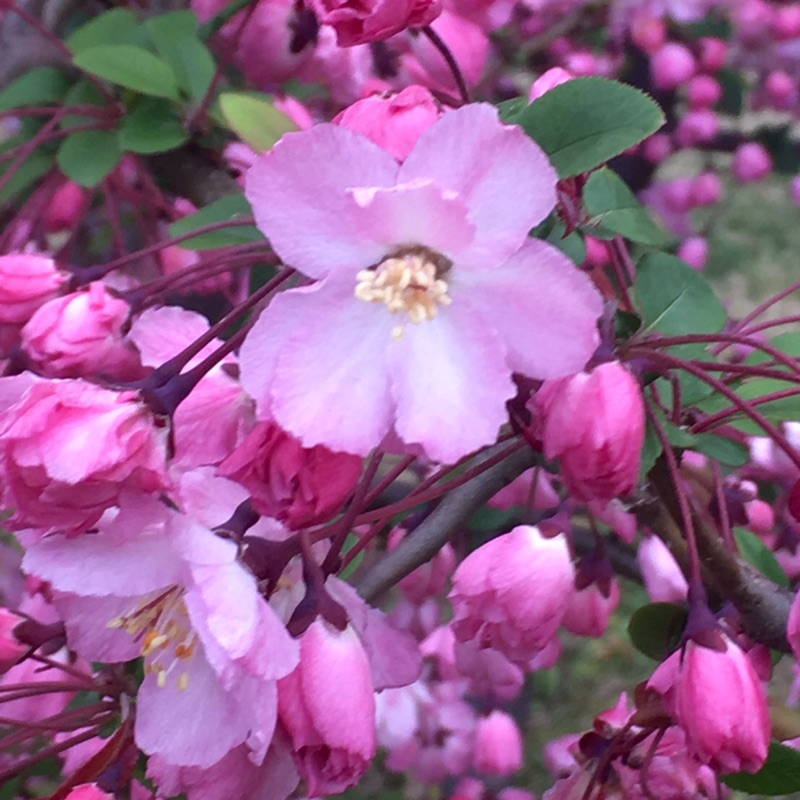 スミッソン眞里子