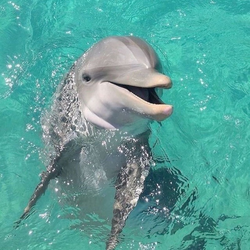 パインジンピョー