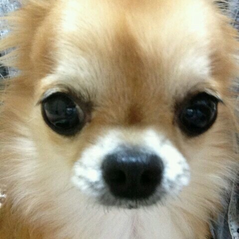 豊島早智子