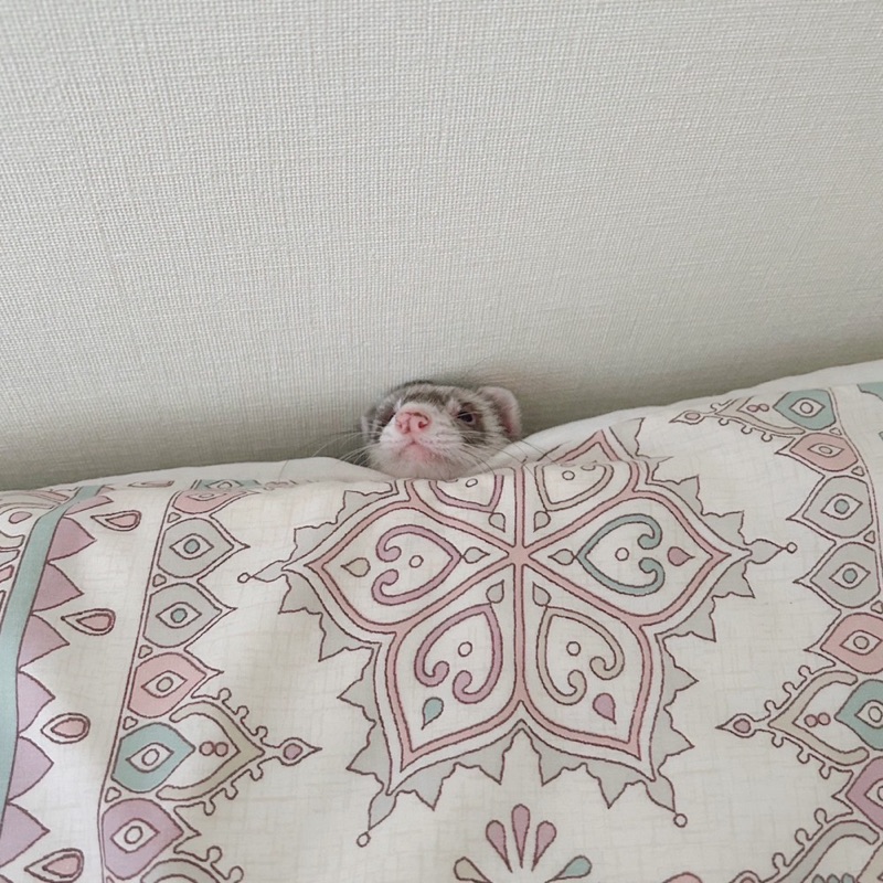ひかり