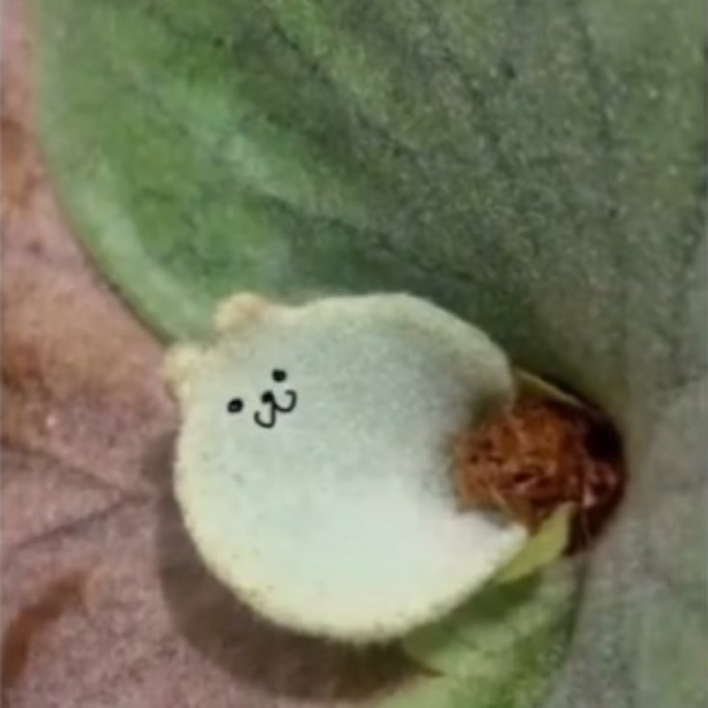 み