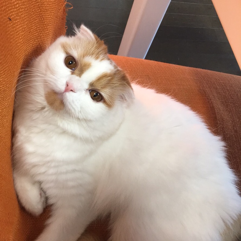 ハマジ