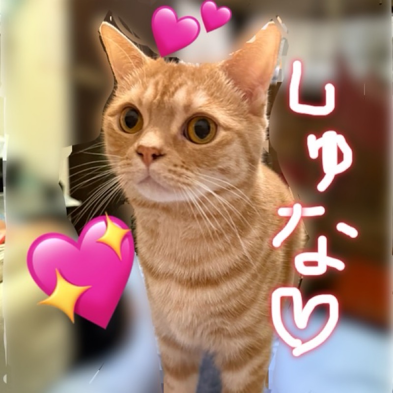 ♥️猫大好きっ子♥️