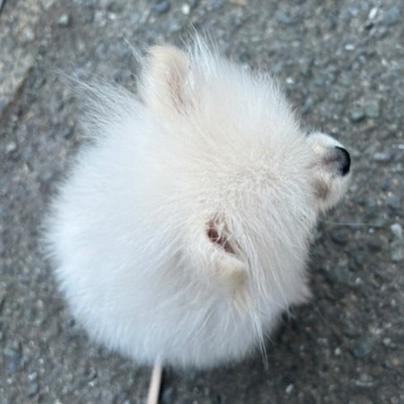 はな