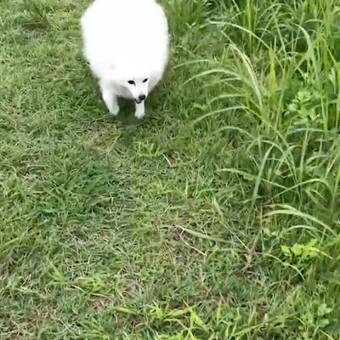 すが