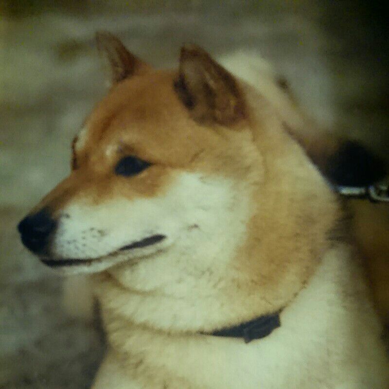 田中暁子