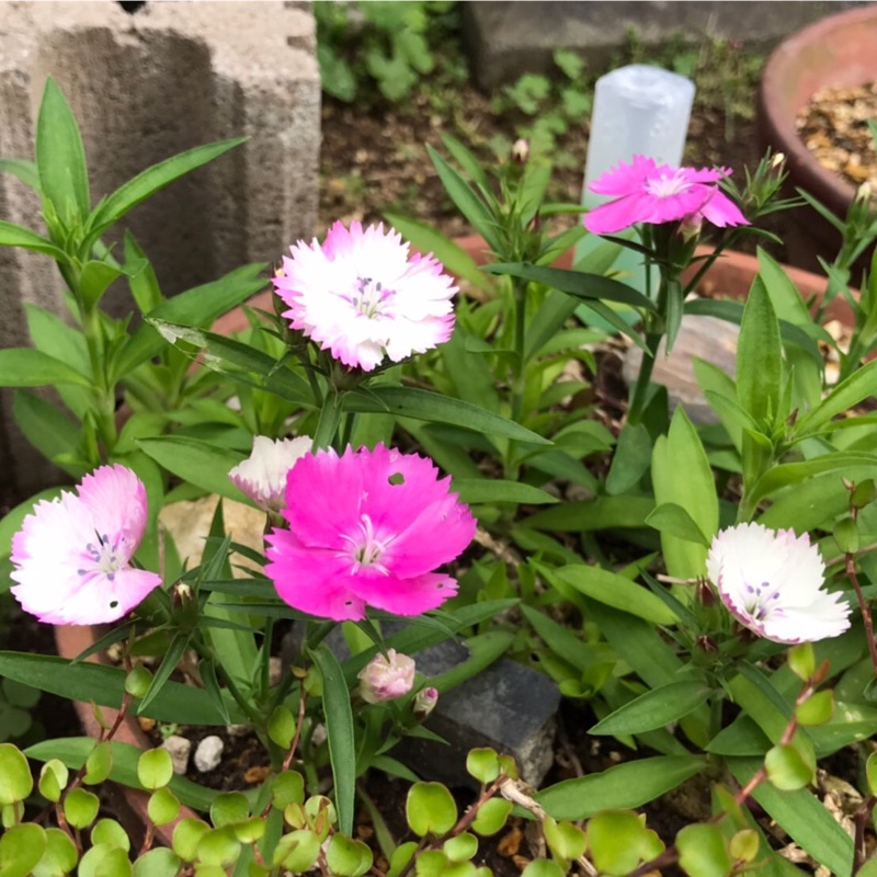 矢切から