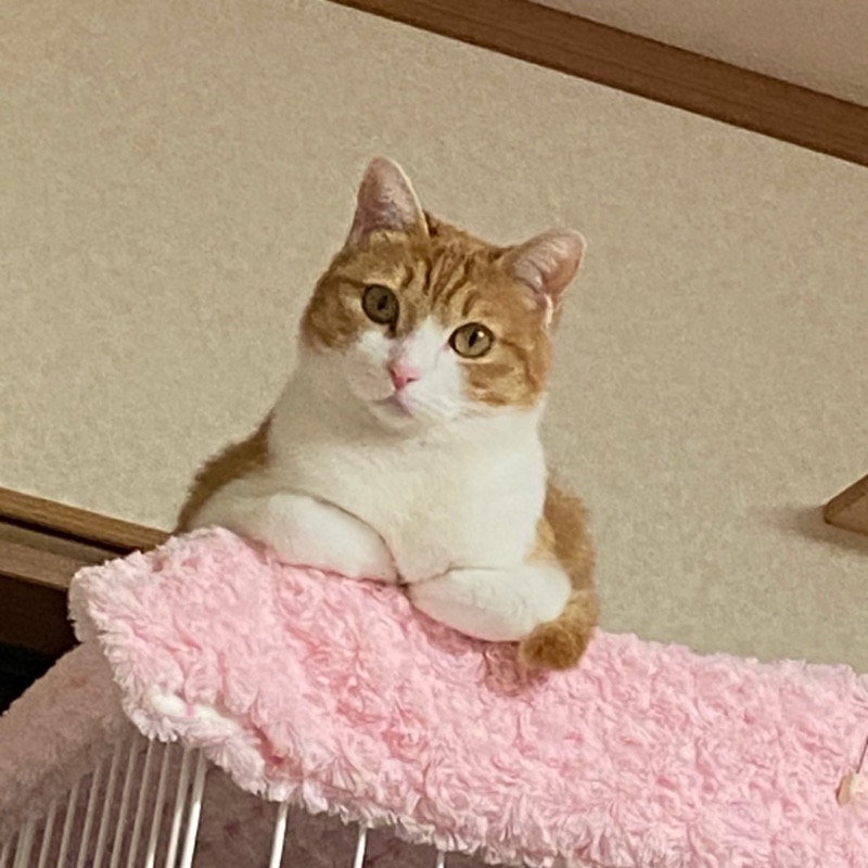 市川いづみ