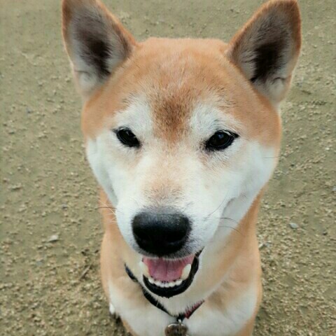 よこ