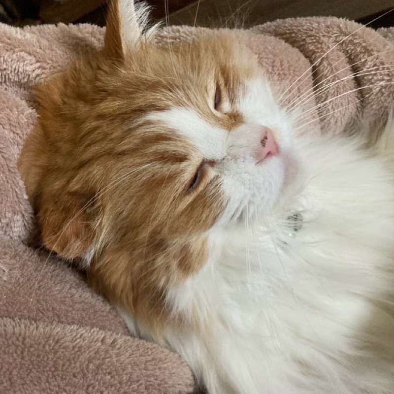 なかしまあきこ