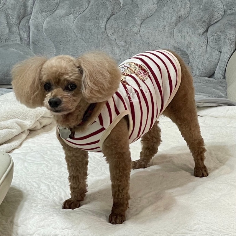 みいたろ