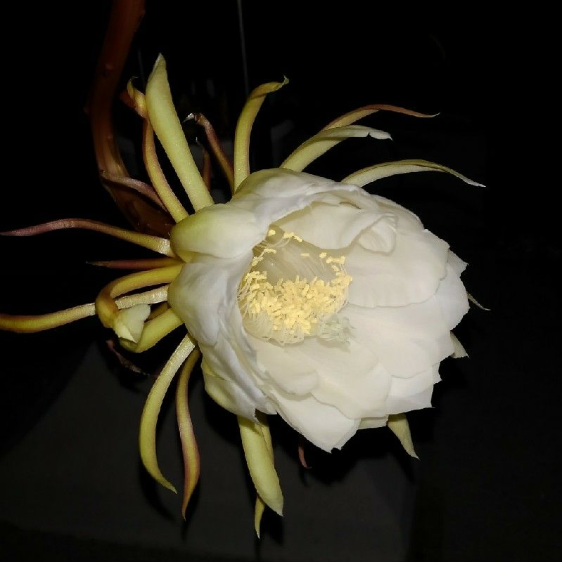 渡辺郁子