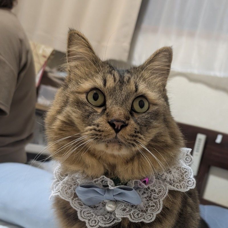 ぽ