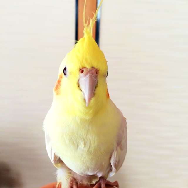 石橋恵美