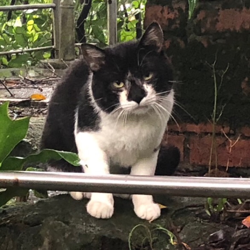 ぷりぷりプリンス