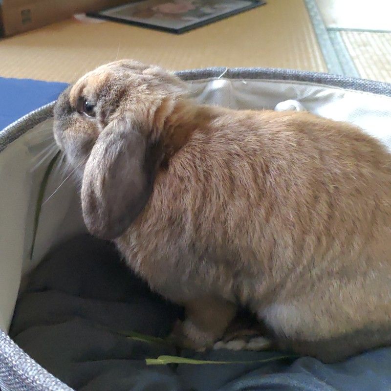 えりか