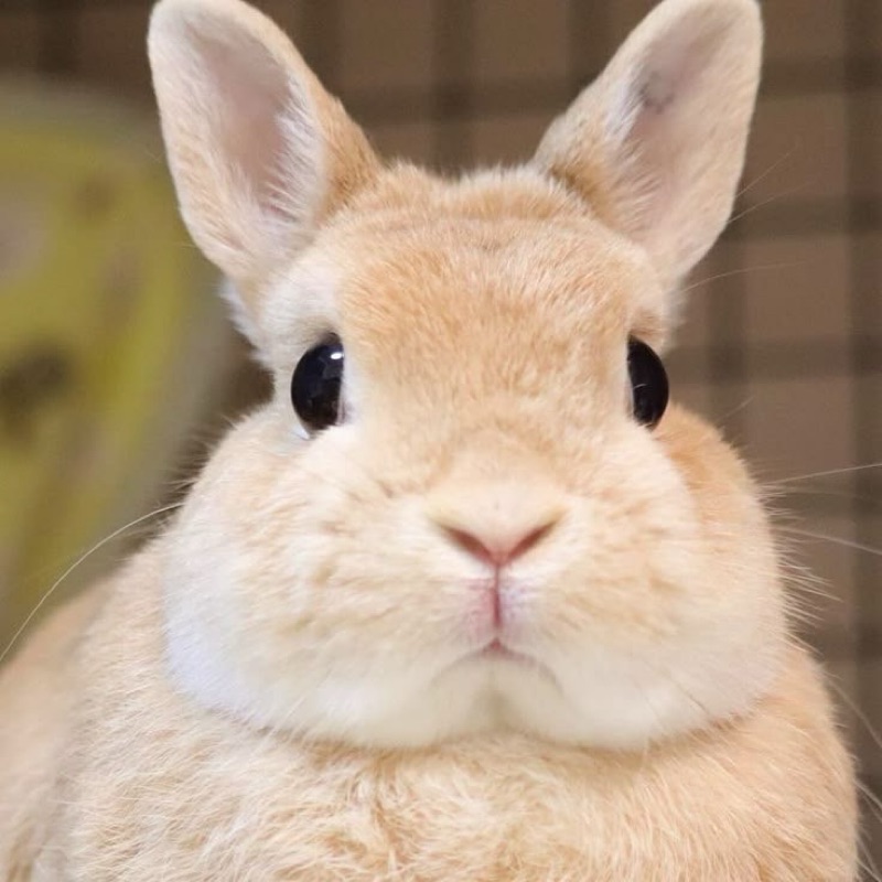 チャンメンジェ