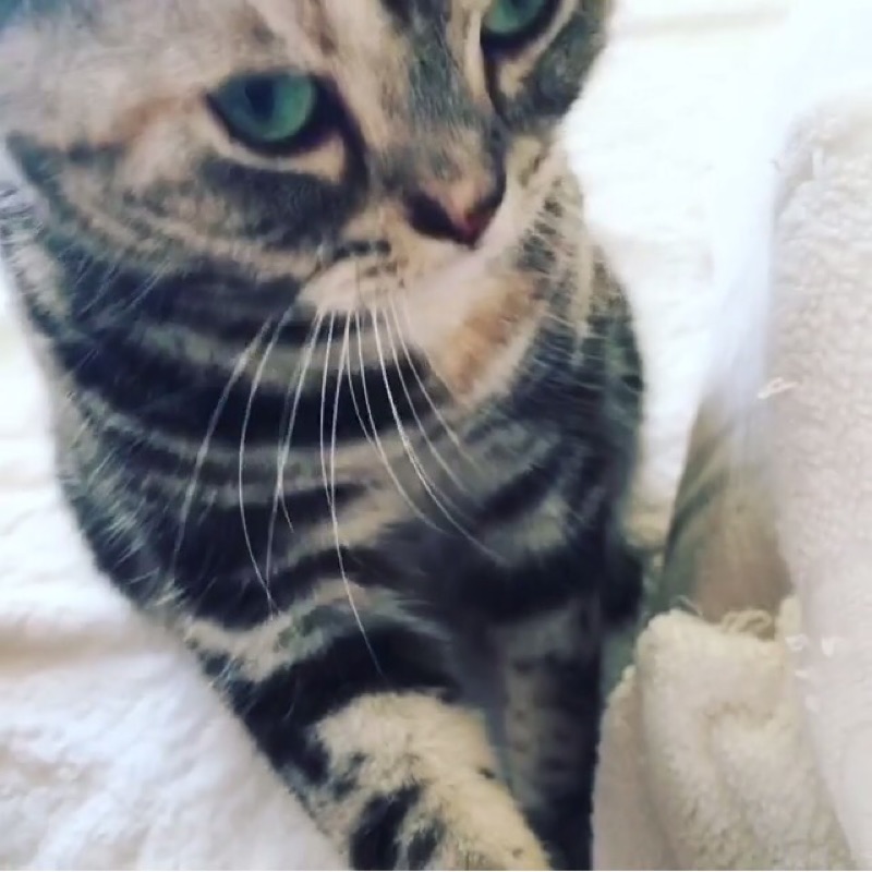 みこ