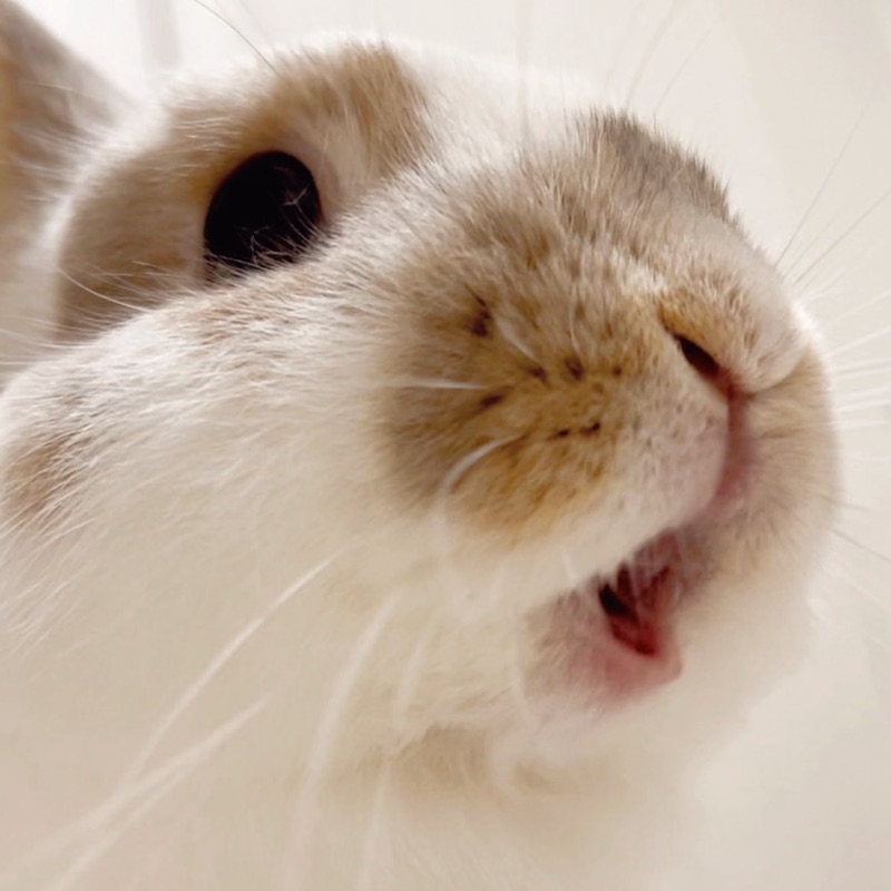 きなこ