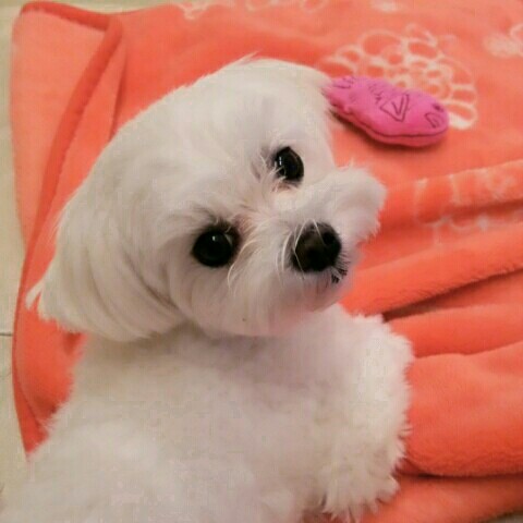 マルチーズ好き