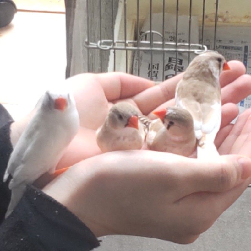 フランスに行く人より