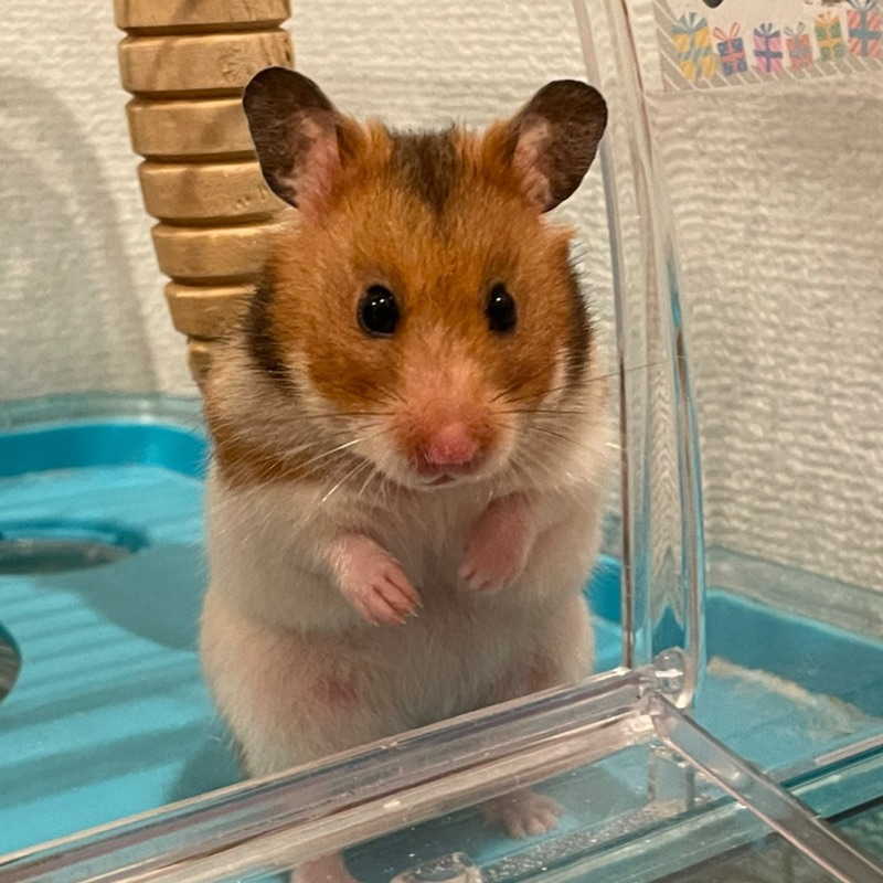 藤田海
