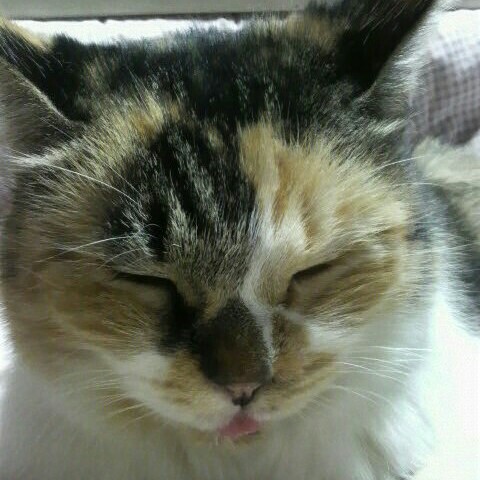Satomi.