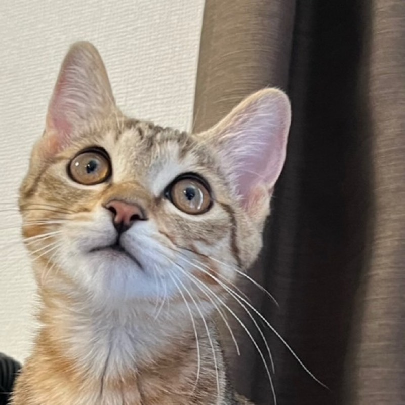 優風