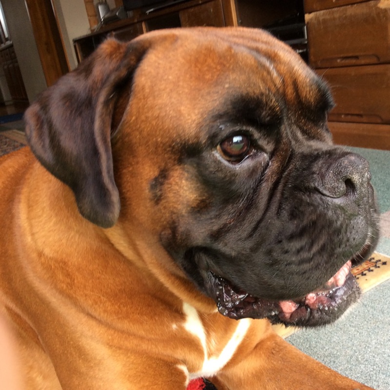 しもいし ふみこ🐾