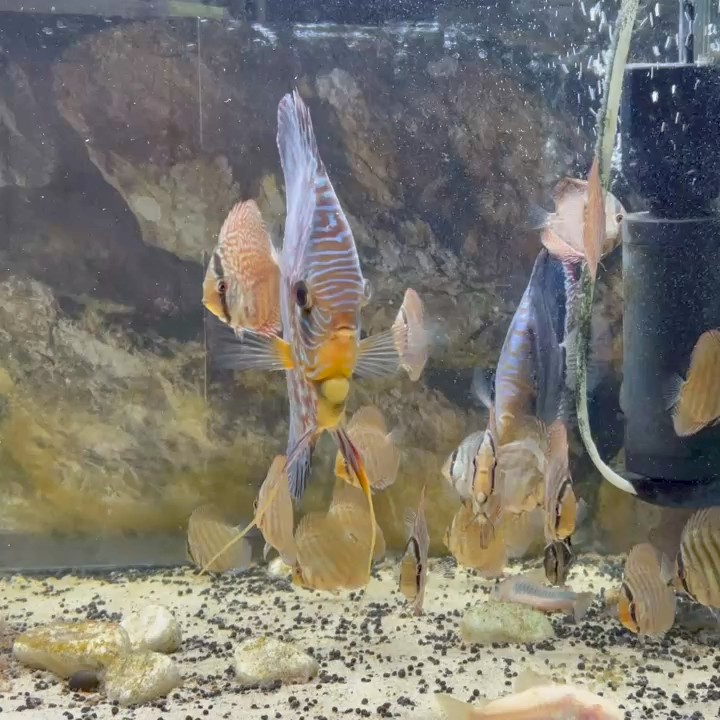 コズエ