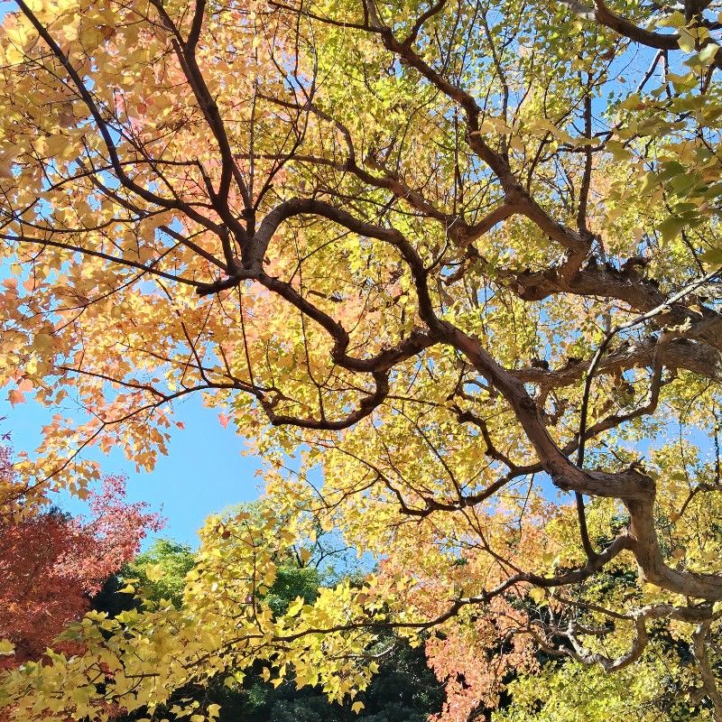 前田純子