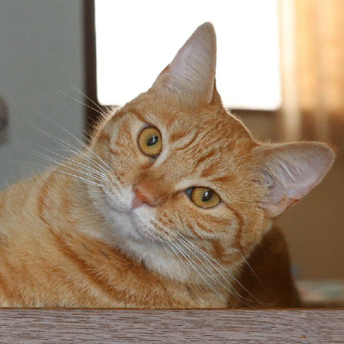 東広島の横浜流星