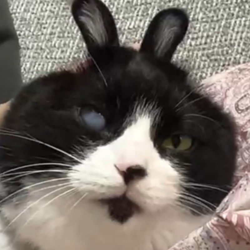 忍海邊　奈々美