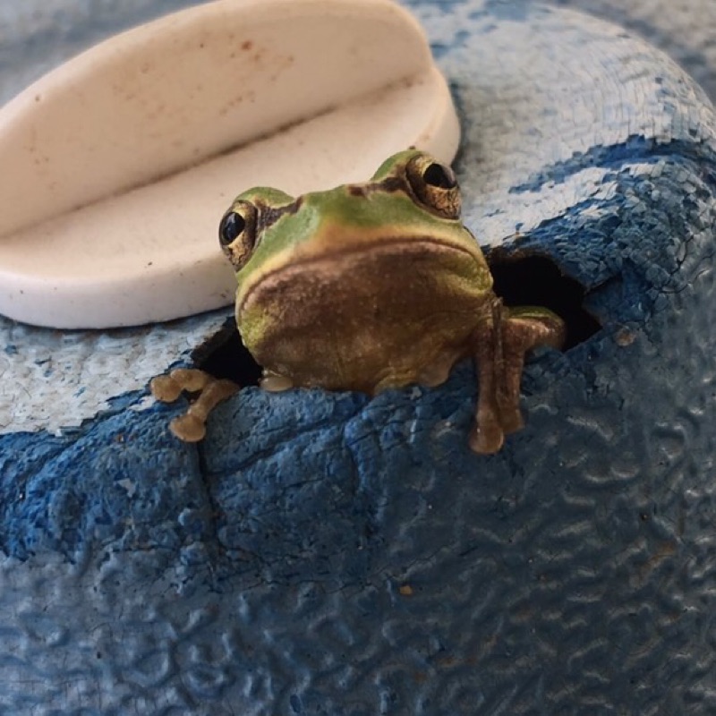 たき